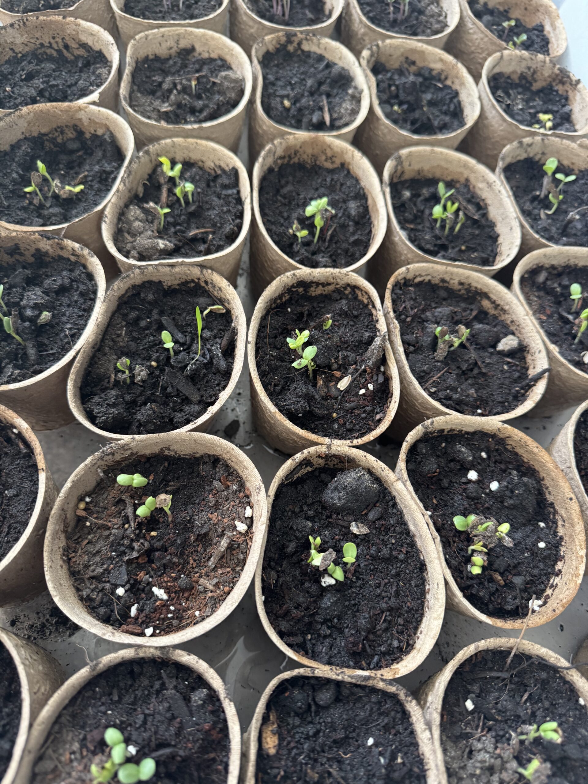 What I’m planting this Spring (and why)